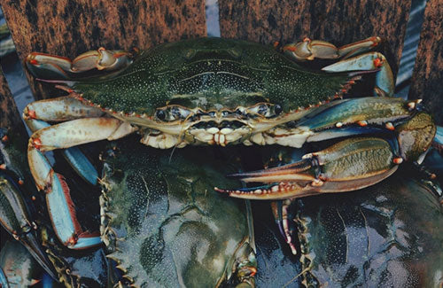 Life's Good Massaman Mud Crab
